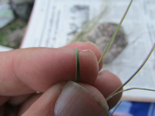 Image of Aristida havardii by (c) Carlos Martorell, some rights reserved (CC BY)