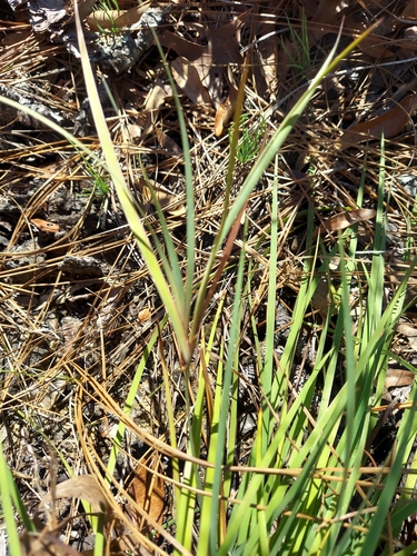 Image of Sisyrinchium xerophyllum by (c) Athena Philips, some rights reserved (CC BY)
