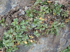 Veronica morrisonicola