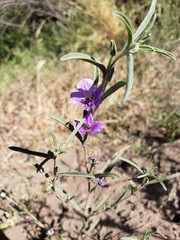 Clarkia tenella
