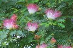 Calliandra surinamensis