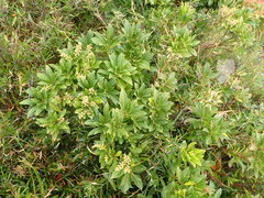 Pieris japonica taiwanensis