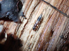 Achenomorphus corticinus