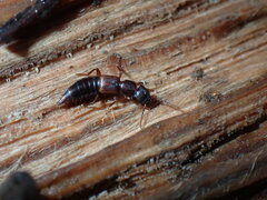 Achenomorphus corticinus