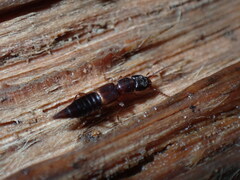 Achenomorphus corticinus