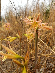 Zephyranthes advena