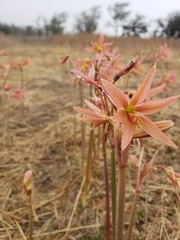 Zephyranthes advena