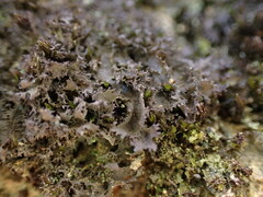 Scytinium lichenoides