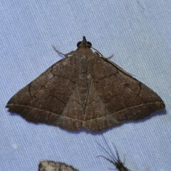 Zanclognatha obscuripennis