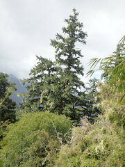 Picea morrisonicola