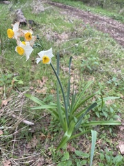 Narcissus tazetta