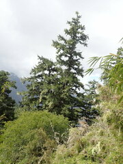 Picea morrisonicola