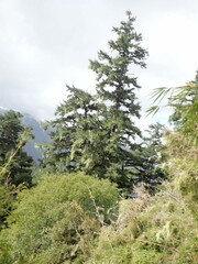 Picea morrisonicola