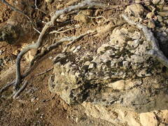 Scytinium lichenoides