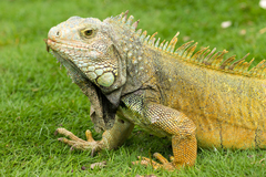 Iguana iguana