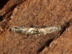 Leptozestis