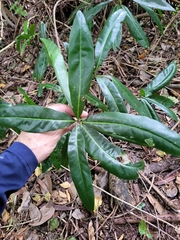 Sideroxylon foetidissimum