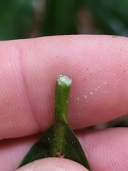 Sideroxylon foetidissimum