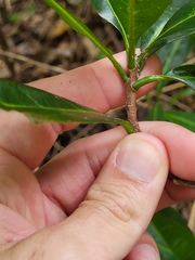 Sideroxylon foetidissimum