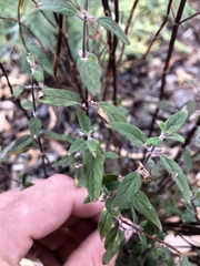 Mentha australis