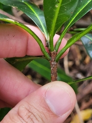 Sideroxylon foetidissimum