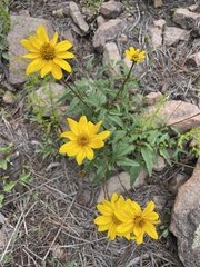 Heliopsis