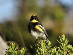 Setophaga coronata goldmani