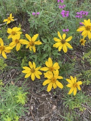 Heliopsis
