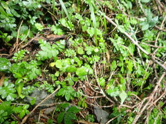 Ellisiophyllum pinnatum