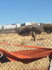 Toxostoma curvirostre