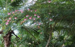 Calliandra surinamensis
