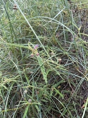Seringia corollata