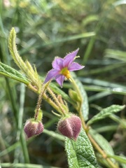 Seringia corollata