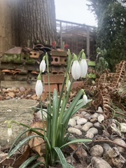 Galanthus