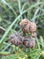 Seringia corollata