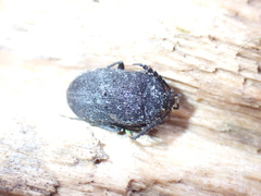 Penthe pimelia