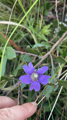Pinguicula caerulea