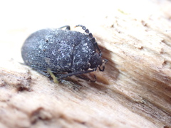 Penthe pimelia