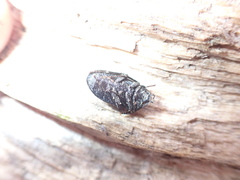 Penthe pimelia