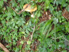 Elatostema parvum