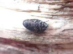 Penthe pimelia