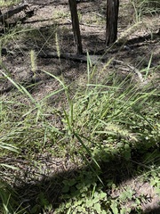 Setaria paspalidioides