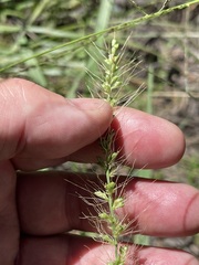 Setaria paspalidioides