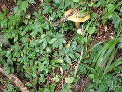 Elatostema parvum