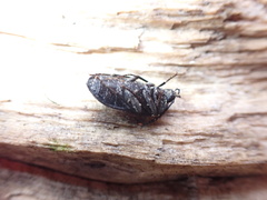 Penthe pimelia