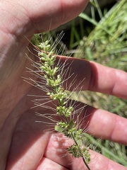 Setaria paspalidioides