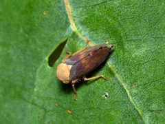 Brunotartessus fulvus