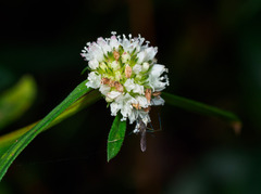 Wyeomyia vanduzeei