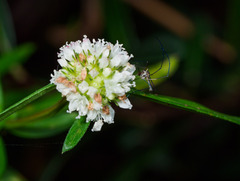 Wyeomyia vanduzeei