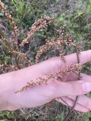 Rumex hastatulus